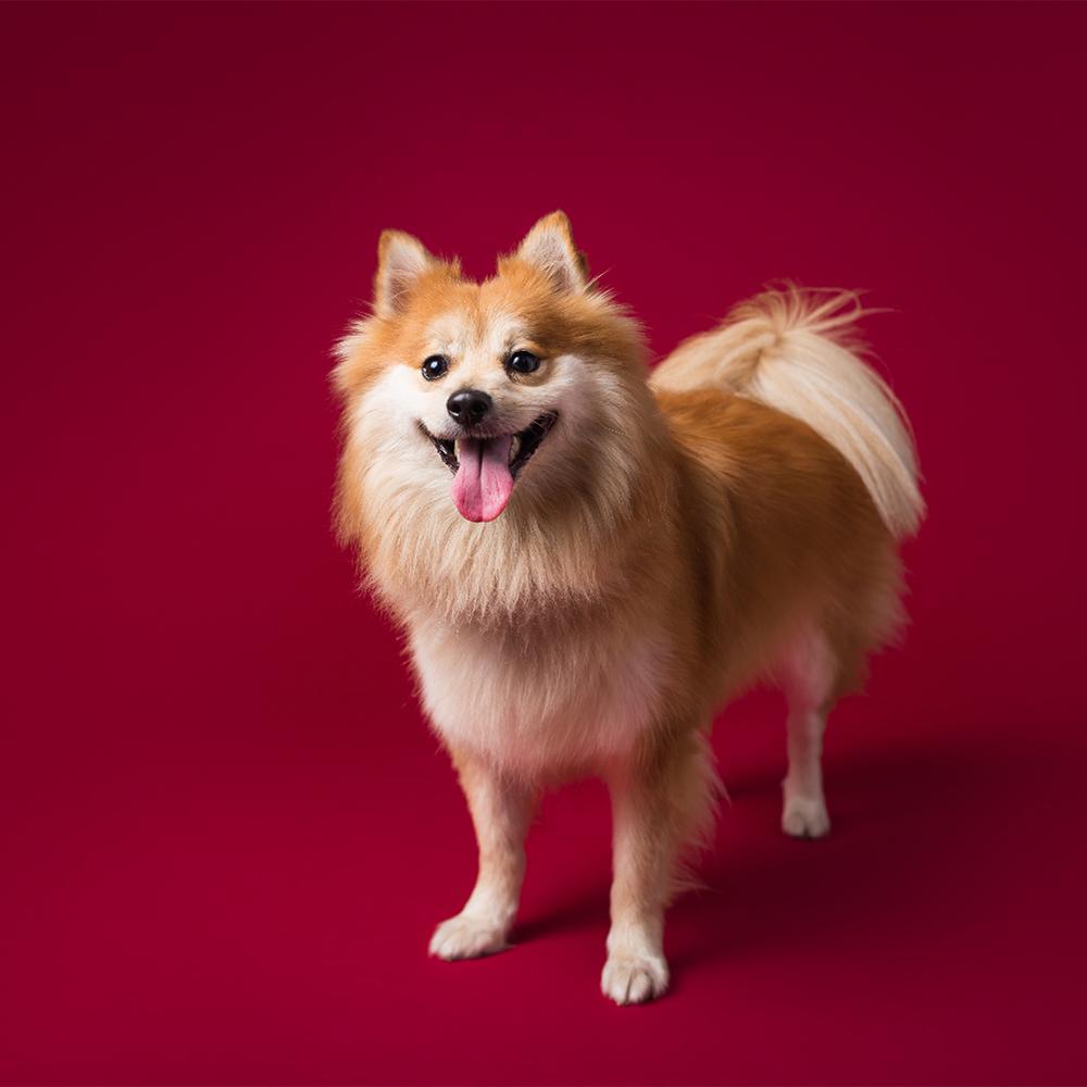 Savage Seamless Paper 7'- Crimson #06