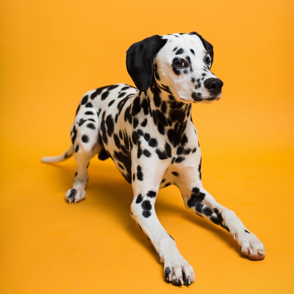 Savage Seamless Paper 4.5&#39;- Marmalade #43