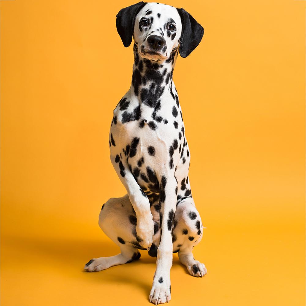 Savage Seamless Paper 7'- Marmalade #43