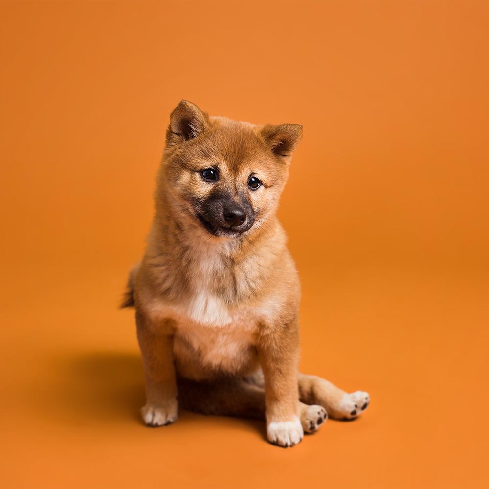 Savage Seamless Paper 4.5&#39;- Sienna #17