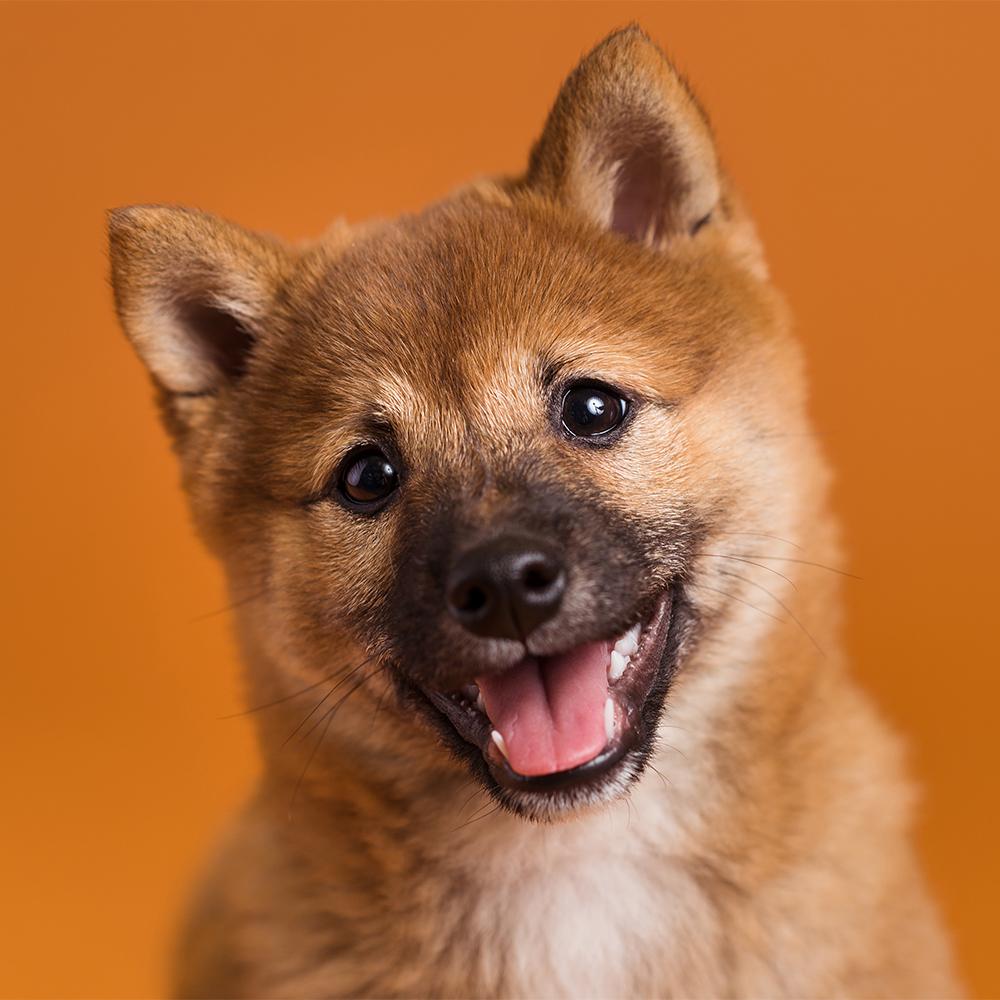 Savage Seamless Paper 4.5'- Sienna #17